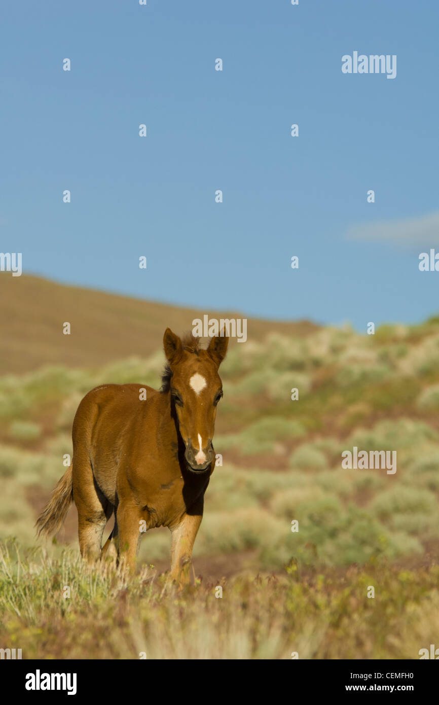 Baby Wild Pferd, Equus Ferus, Nevada Stockfoto