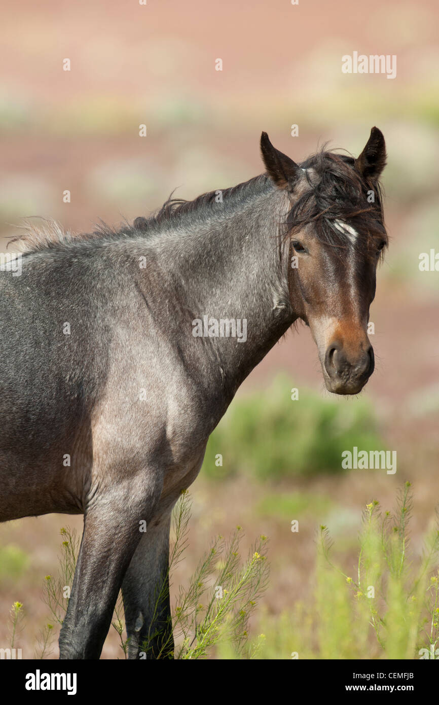 Wildes Pferd: Equus Ferus, Nevada Stockfoto