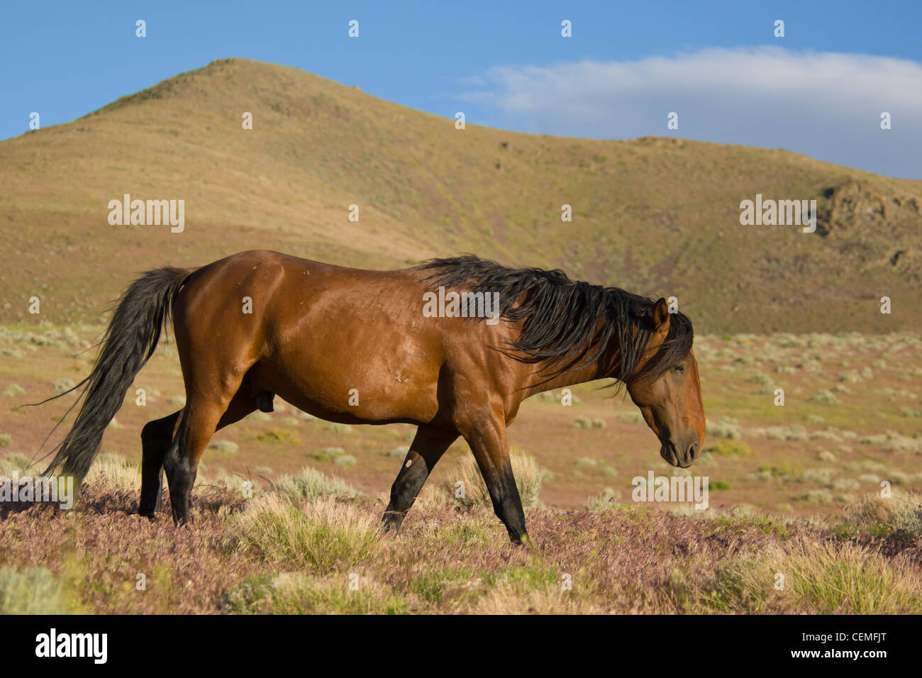 Wildes Pferd, Equus Ferus, Nevada Stockfoto