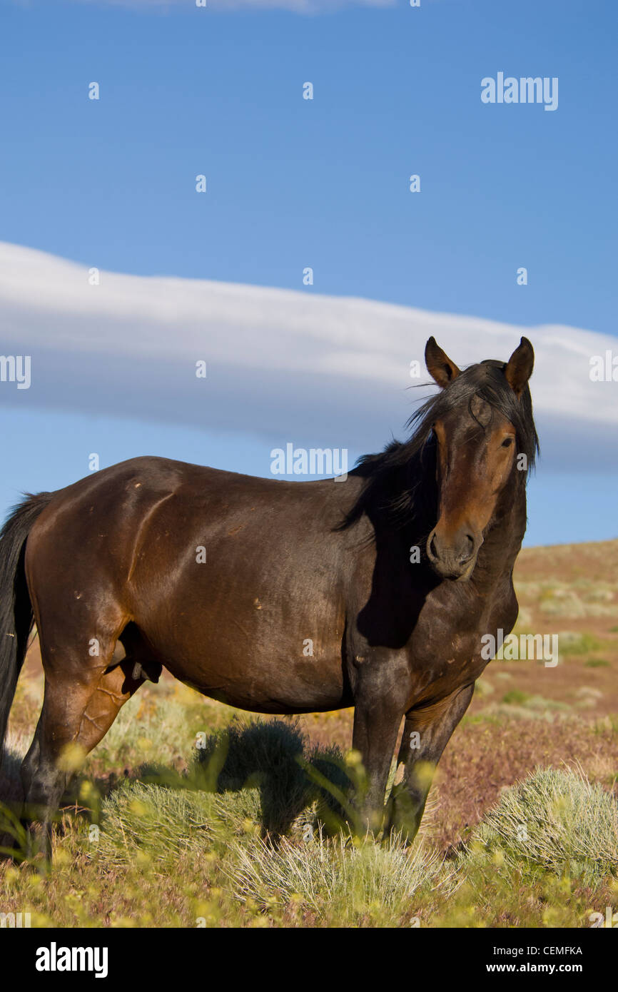 Wildes Pferd, Equus Ferus, Nevada Stockfoto