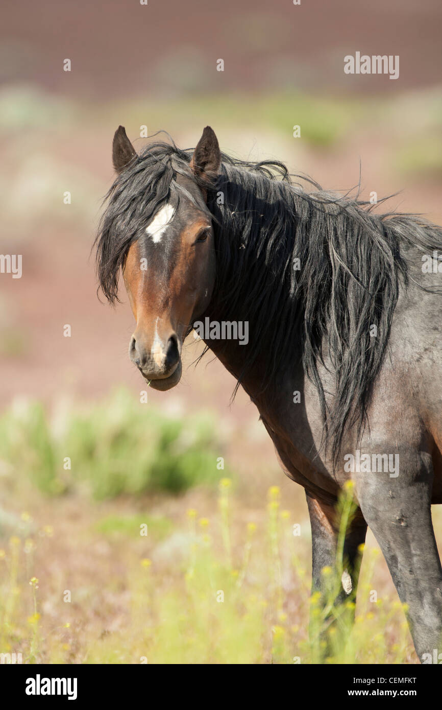 Wildes Pferd: Equus Ferus, Nevada Stockfoto