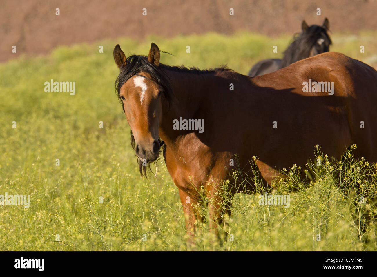 Wildes Pferd, Equus Ferus, Nevada Stockfoto