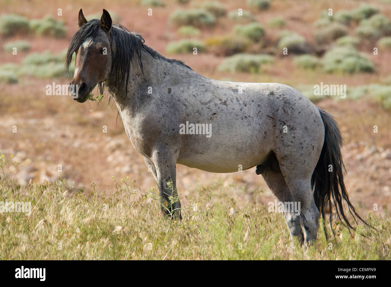 Wildes Pferd, Equus Ferus, Nevada Stockfoto