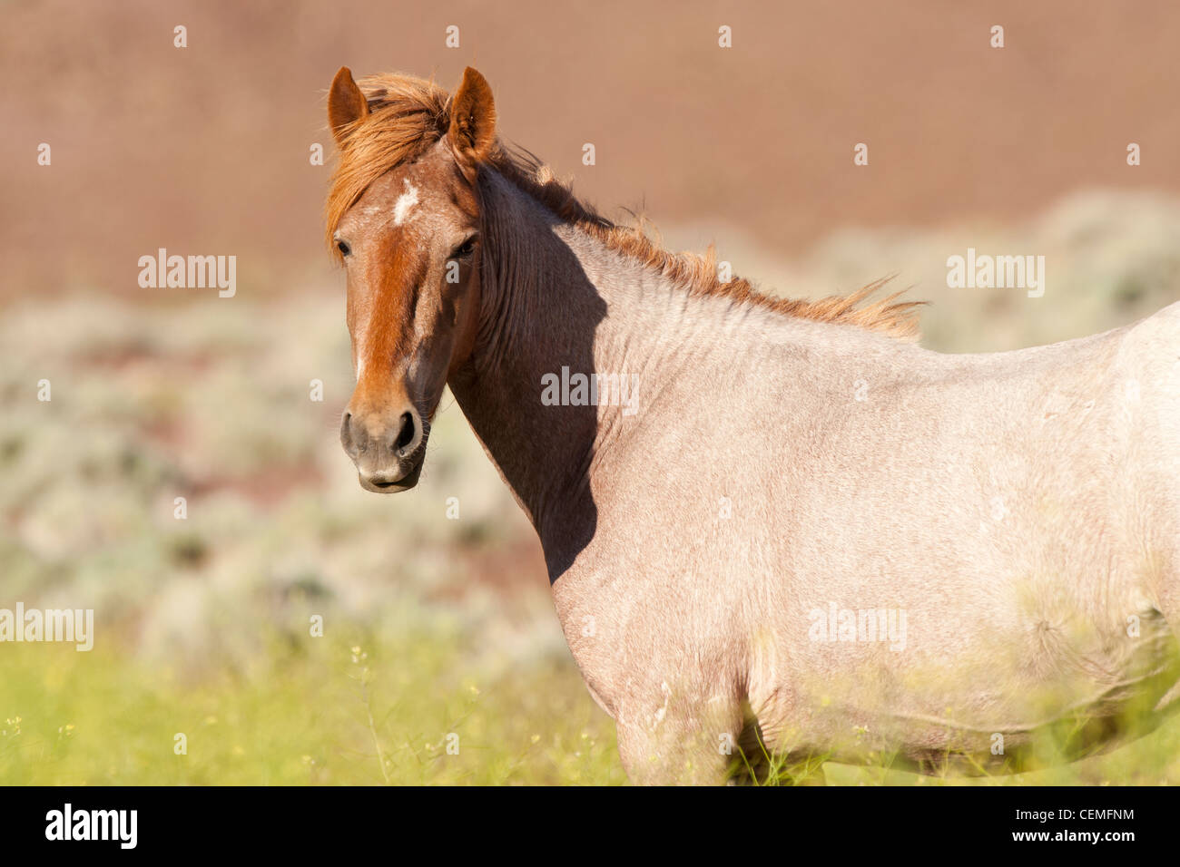 Wildes Pferd: Equus Ferus, Nevada Stockfoto
