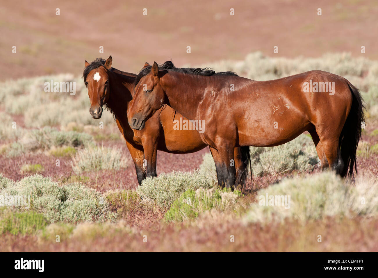 Wildes Pferd: Equus Ferus, Nevada Stockfoto