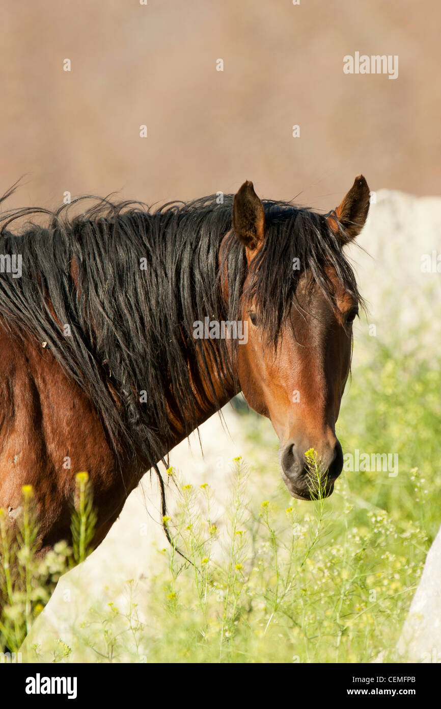 Wildes Pferd: Equus Ferus, Nevada Stockfoto
