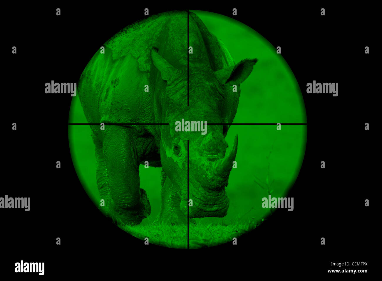 Breitmaulnashorn, gesehen durch ein Zielfernrohr Jagd (Abbildung). Stockfoto