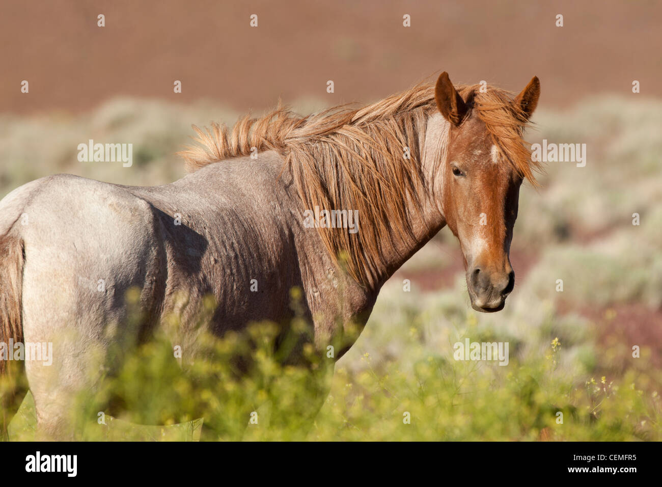Wildes Pferd: Equus Ferus, Nevada Stockfoto