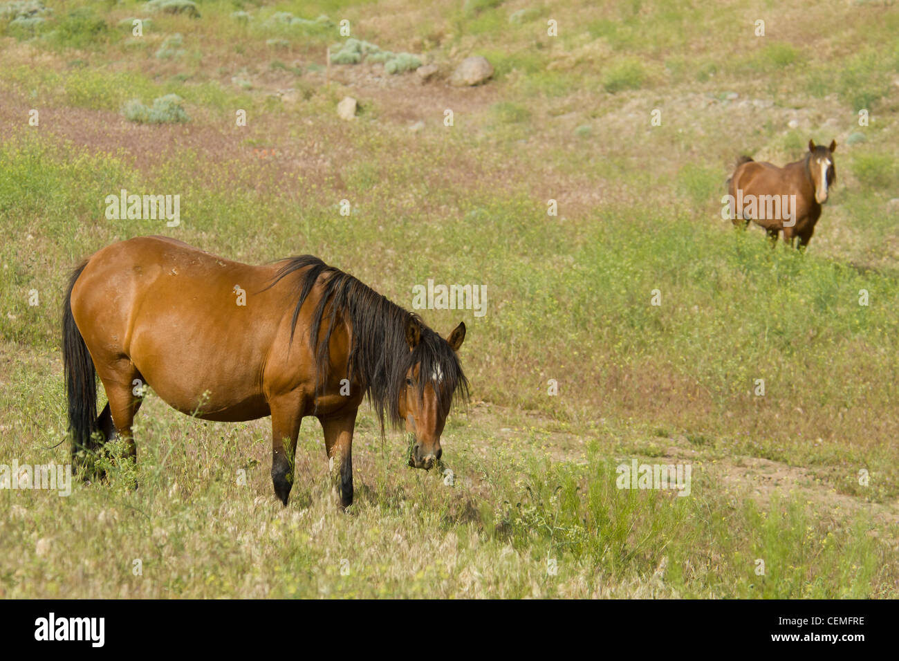 Wildes Pferd, Equus Ferus, Nevada Stockfoto