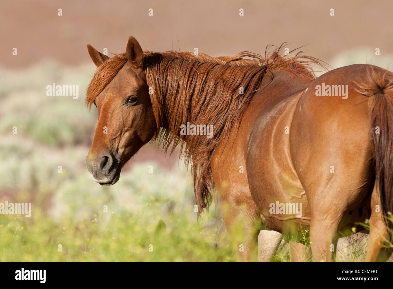 Wildes Pferd: Equus Ferus, Nevada Stockfoto