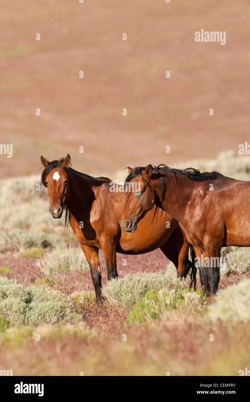 Wildes Pferd: Equus Ferus, Nevada Stockfoto