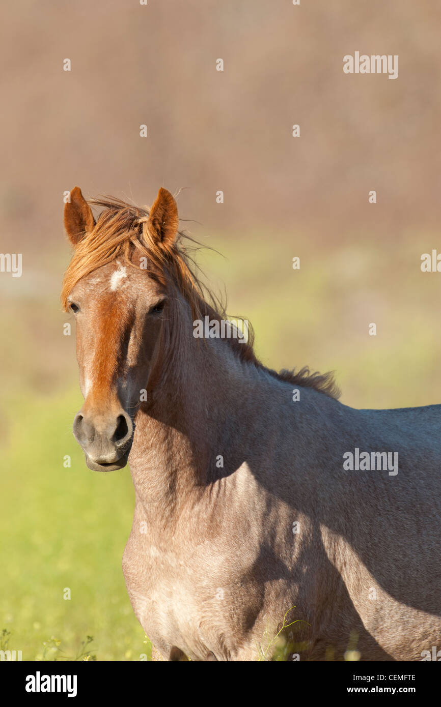 Wildes Pferd: Equus Ferus, Nevada Stockfoto