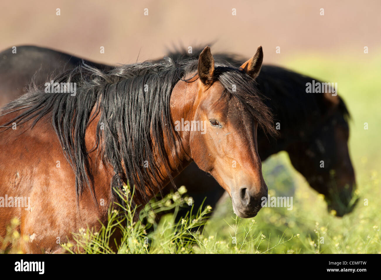 Wildes Pferd: Equus Ferus, Nevada Stockfoto