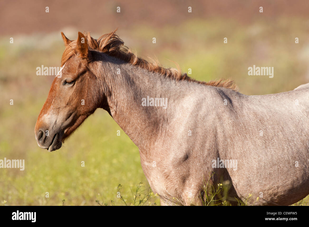 Wildes Pferd: Equus Ferus, Nevada Stockfoto