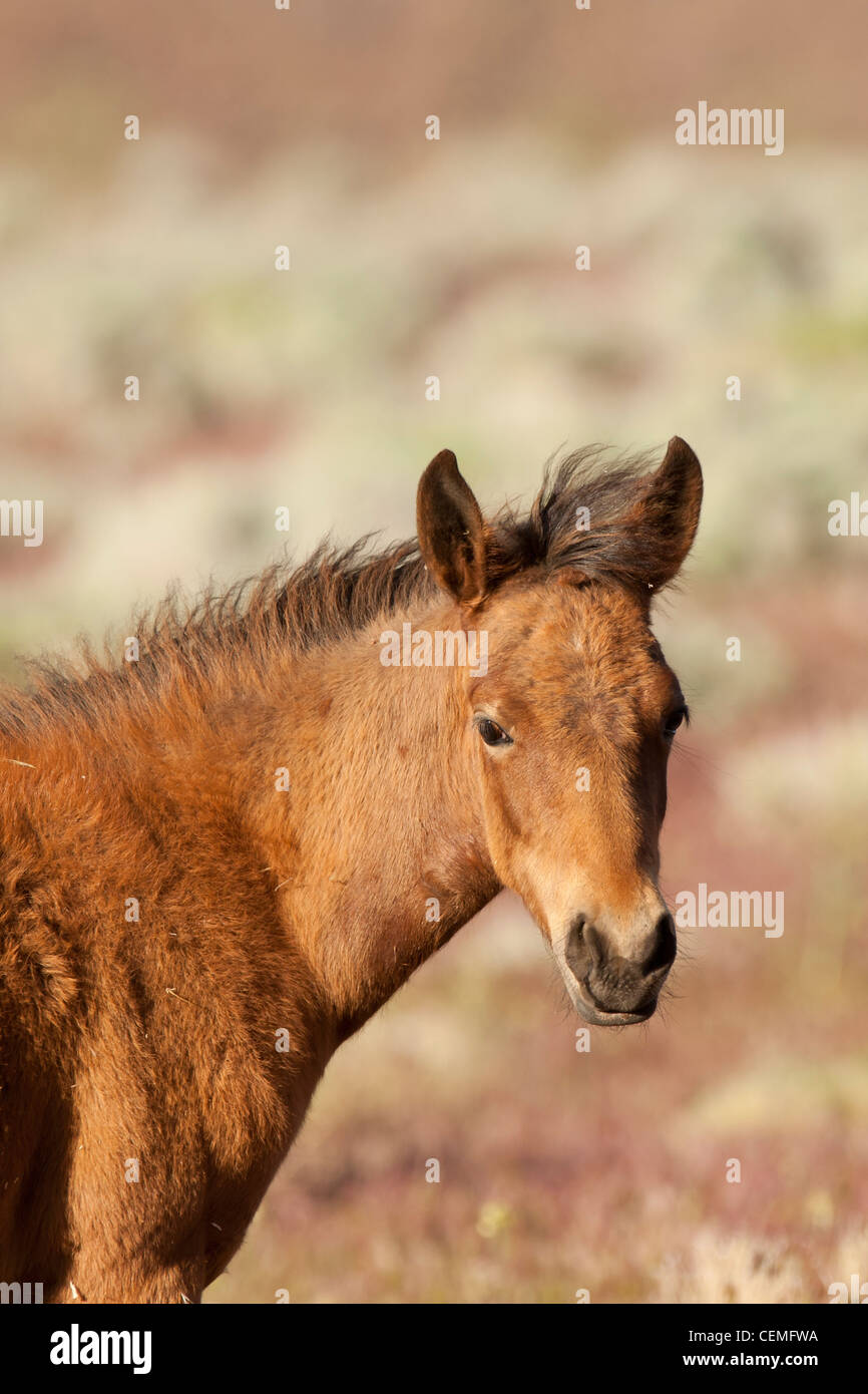 Wildes Pferd: Equus Ferus, Nevada Stockfoto