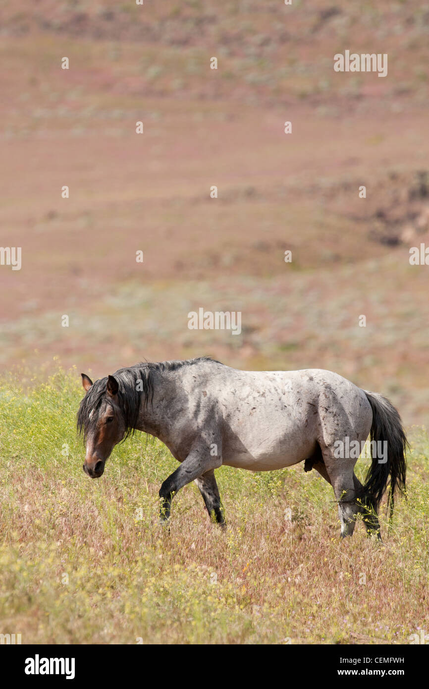 Wildes Pferd: Equus Ferus, Nevada Stockfoto