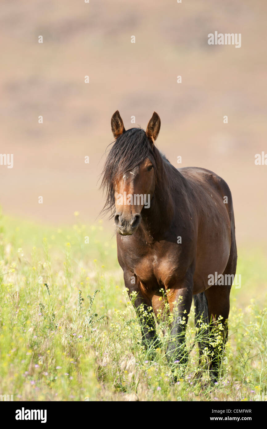 Wildes Pferd: Equus Ferus, Nevada Stockfoto