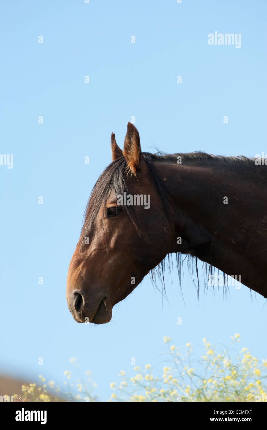 Wildes Pferd, Equus Ferus, Nevada Stockfoto