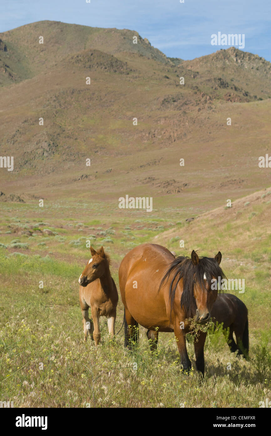 Wildes Pferd Stute mit Fohlen (Baby), Equus Ferus, Nevada Stockfoto