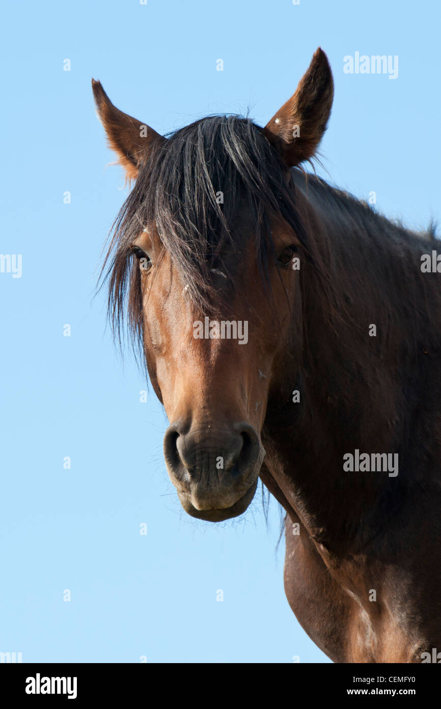 Wildes Pferd, Equus Ferus, Nevada Stockfoto