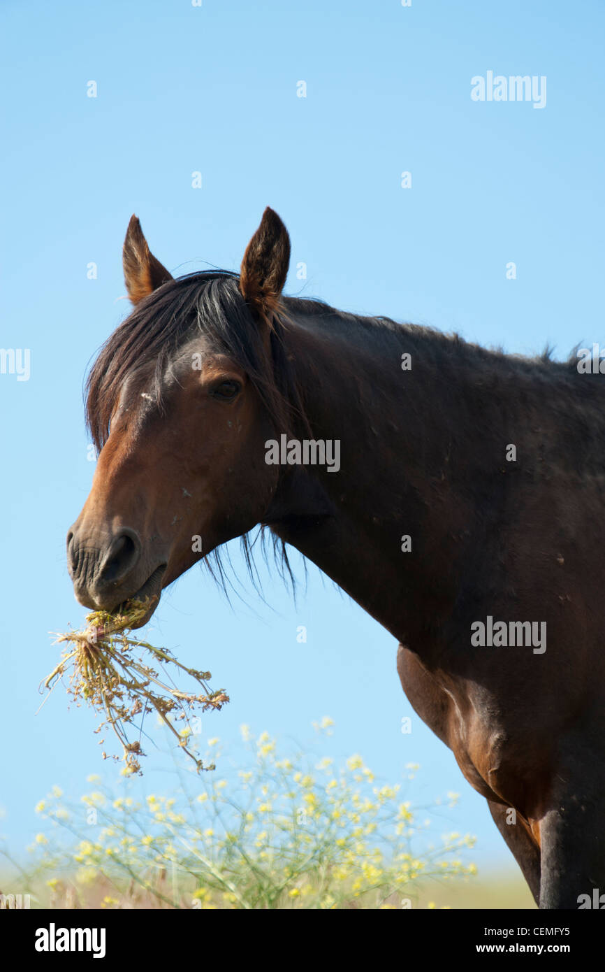 Wildes Pferd, Equus Ferus, Nevada Stockfoto