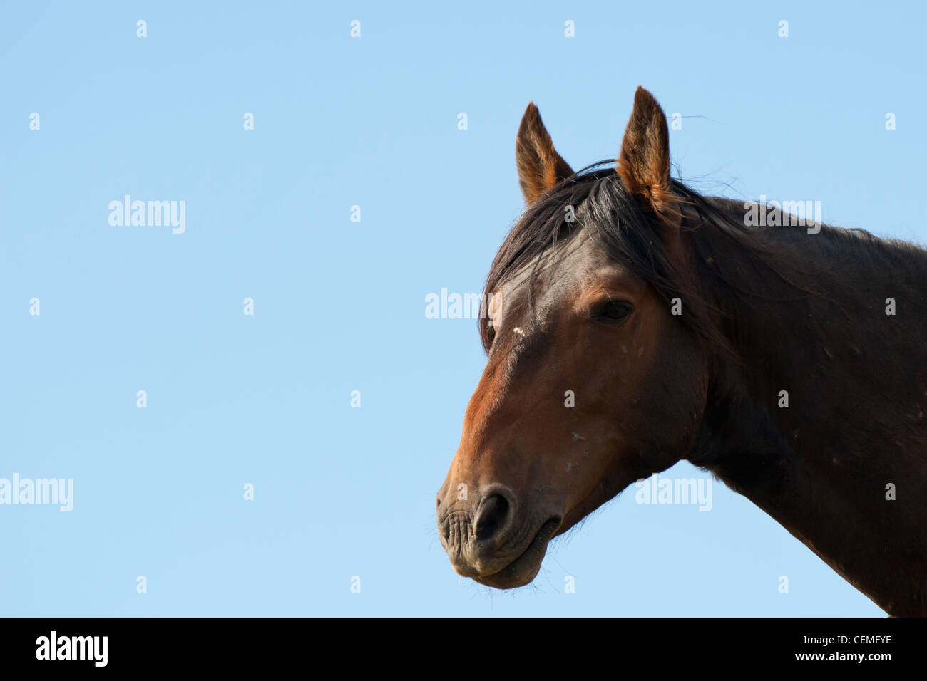Wildes Pferd, Equus Ferus, Nevada Stockfoto