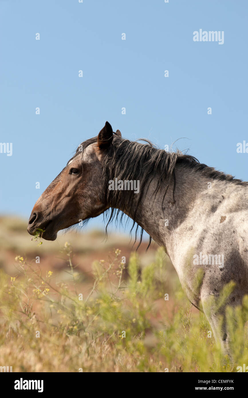 Wildes Pferd, Equus Ferus, Nevada Stockfoto
