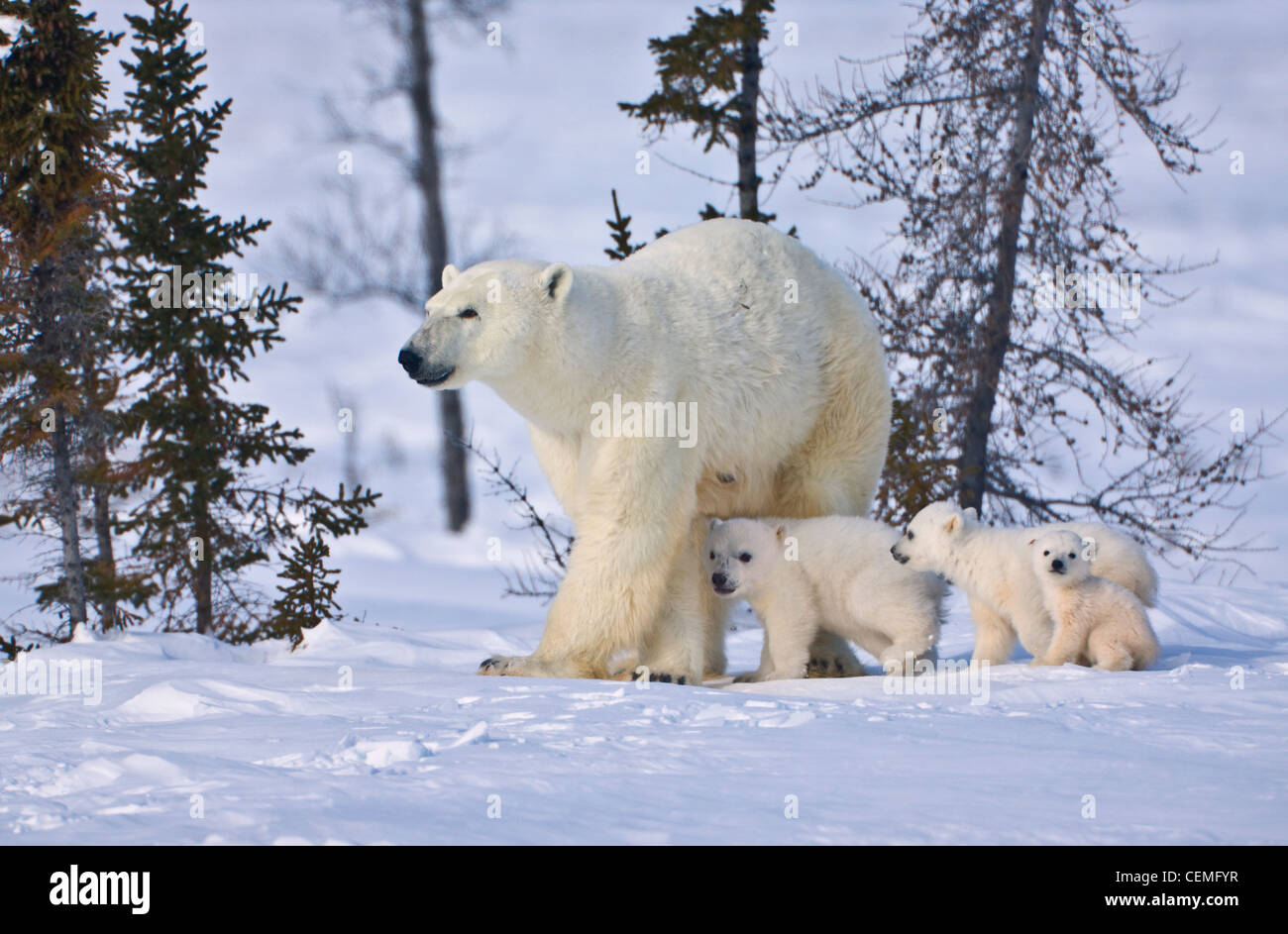 Mutter Eisbär mit drei jungen in der Tundra, Wapusk-Nationalpark, Manitoba, Kanada Stockfoto