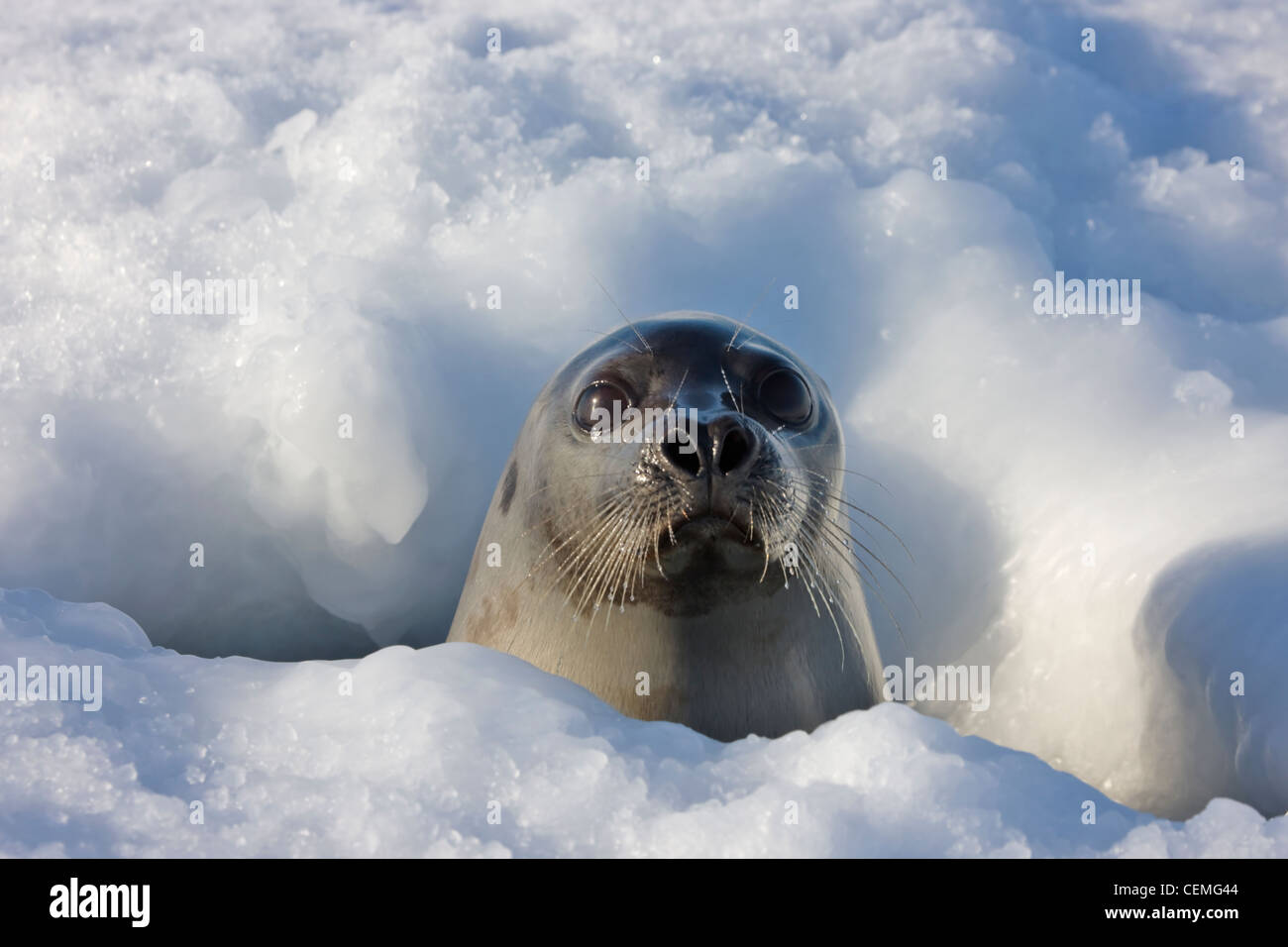 Mutter Grönlandrobbe Kopf aus dem Loch im Eis, Iles De La Madeleine, Kanada zu heben Stockfoto