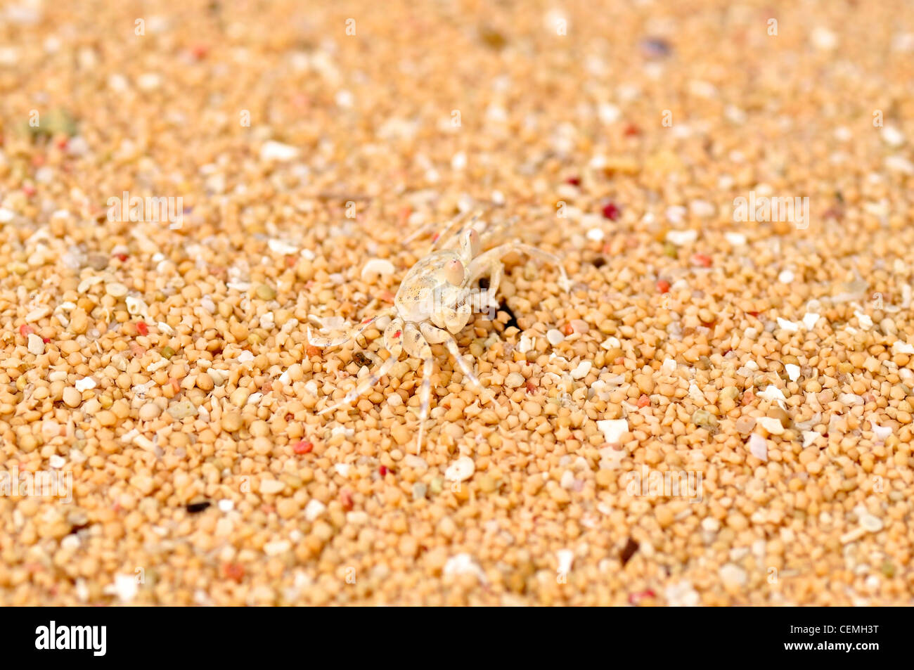 Diese winzige kleine Krabbe ist fast unsichtbar auf dem Sand (die Sterne geformt, btw) Stockfoto