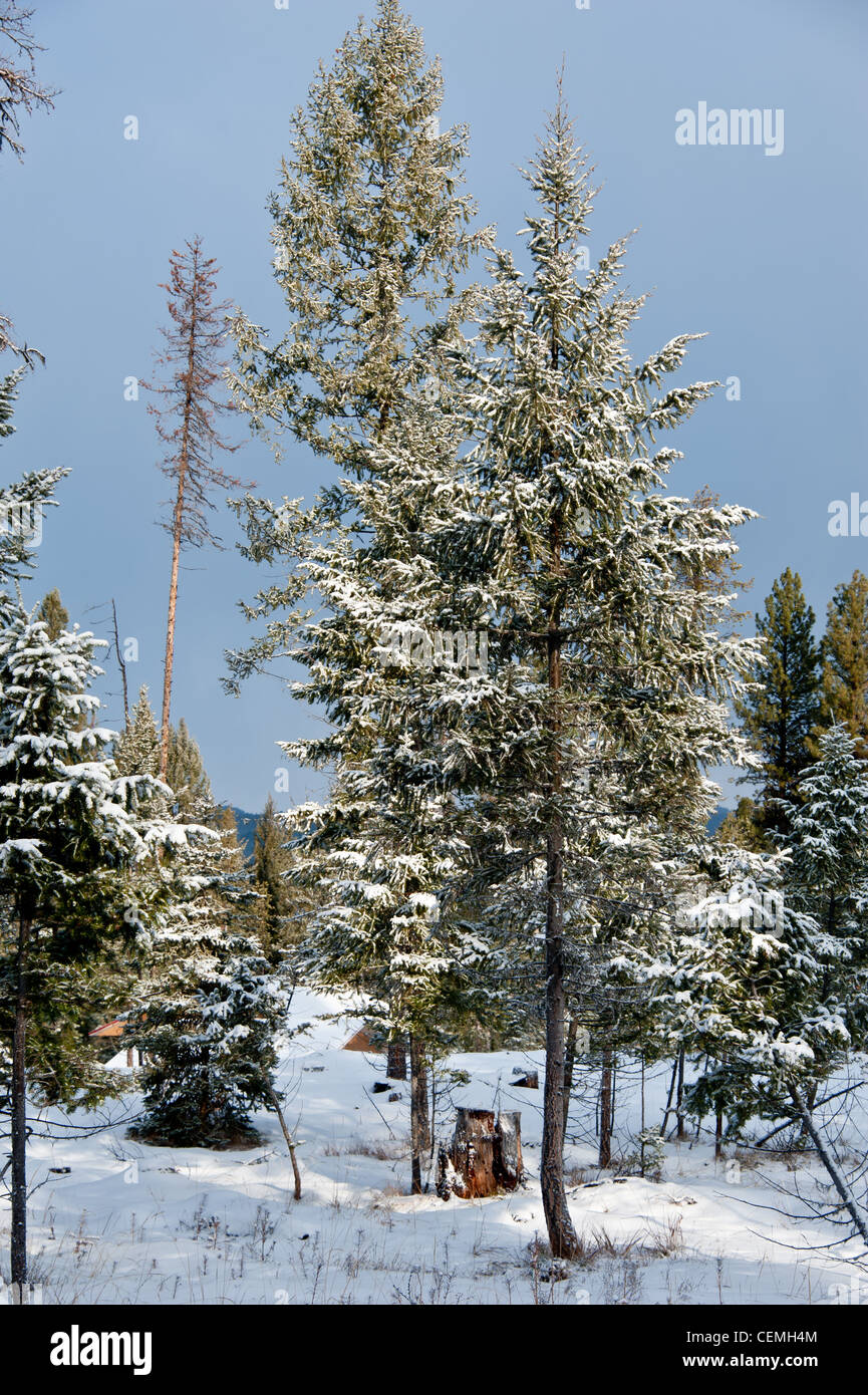 Bäume mit Schnee in Seeley Lake, Montana bedeckt. Stockfoto