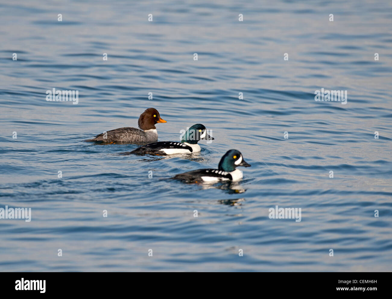 Barrows Goldeneye Enten, 2 Rüden 1 Weibchen an der Georgia geraden Vancouver Island. OCC Kanada.  SCO 7990 Stockfoto