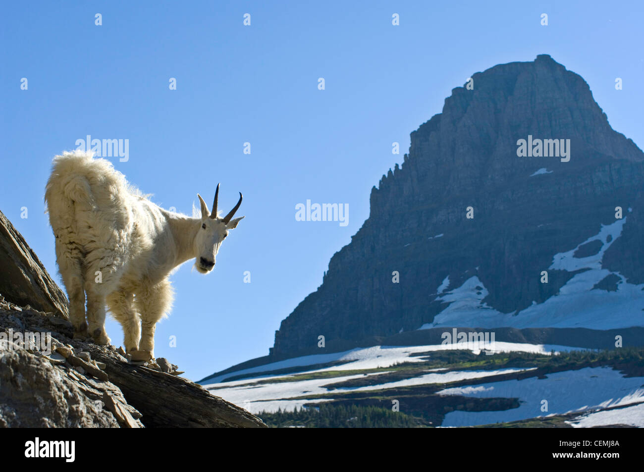 Eine Bergziege aus der Highline-Trail, Logan Pass, Glacier National Park, Montana Stockfoto