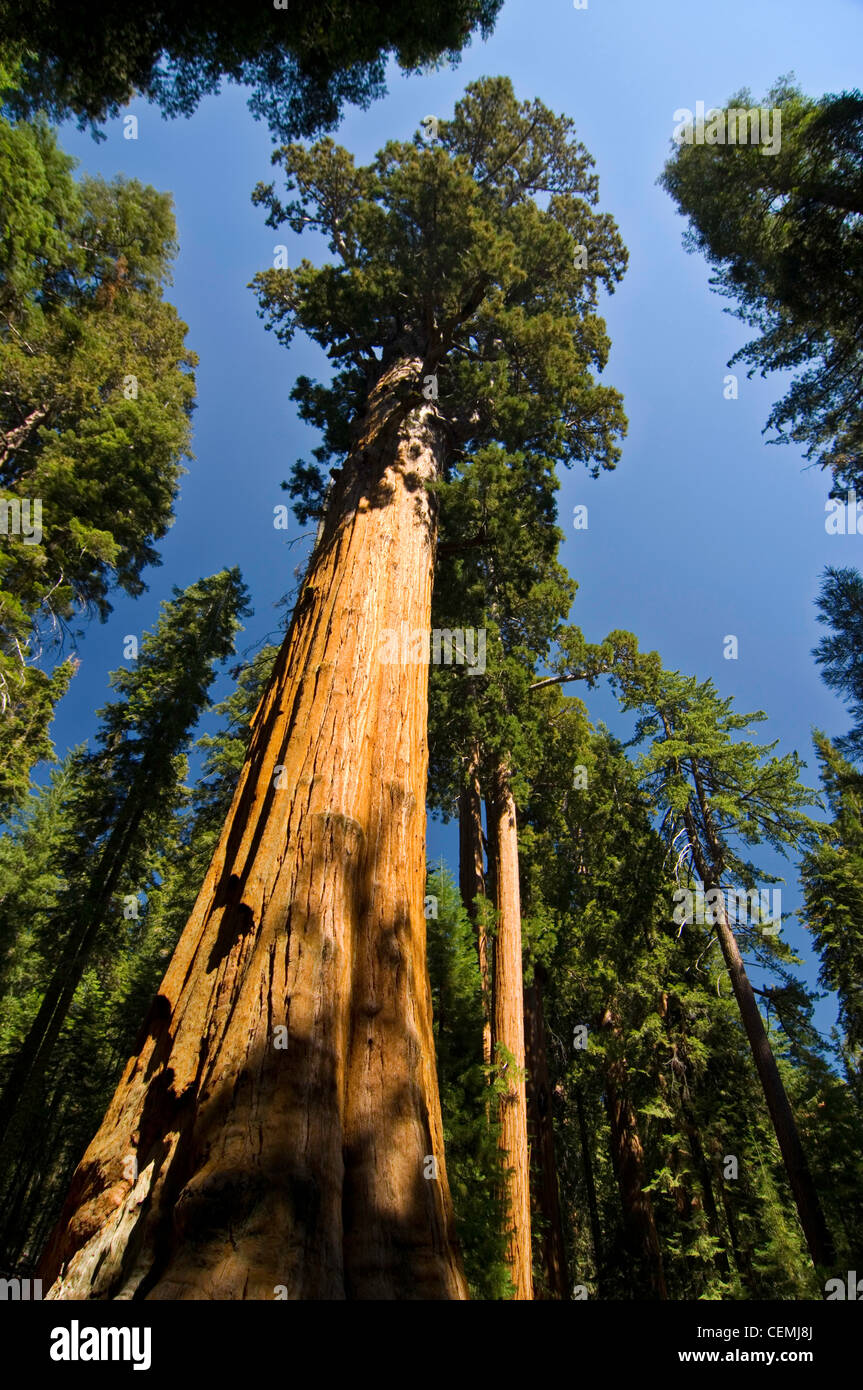 Der General Sherman Tree ist den größten lebenden Organismus in Bezug auf Masse, Sequoia National Park, Kalifornien Stockfoto