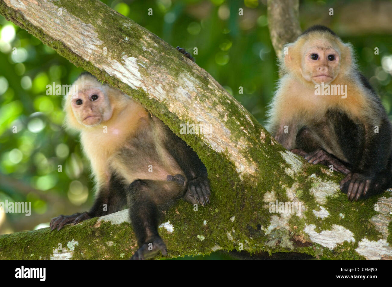 Ein weißes Gesicht Kapuziner Affe am Caleta Strand, Corcovado Conservation Area, Costa Rica Stockfoto