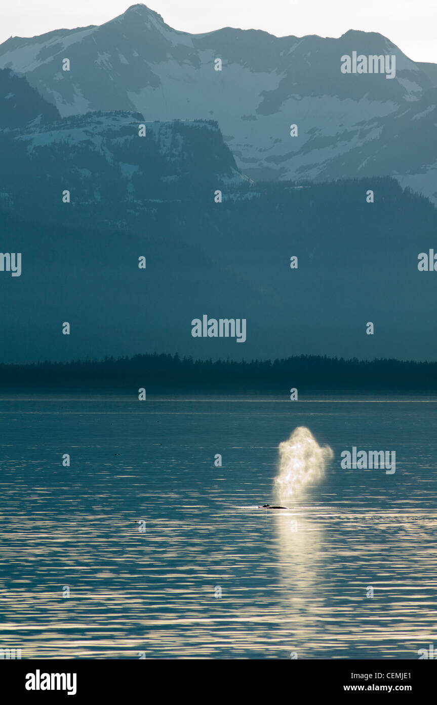 Ein Buckelwal Tüllen nach dem auftauchen in Frederick Sound, Alaska Stockfoto