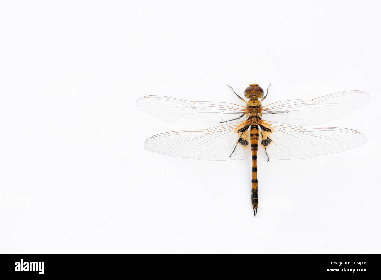 Tramea Basilaris. Rot Marsh Trotter Libelle auf weißem Hintergrund Stockfoto