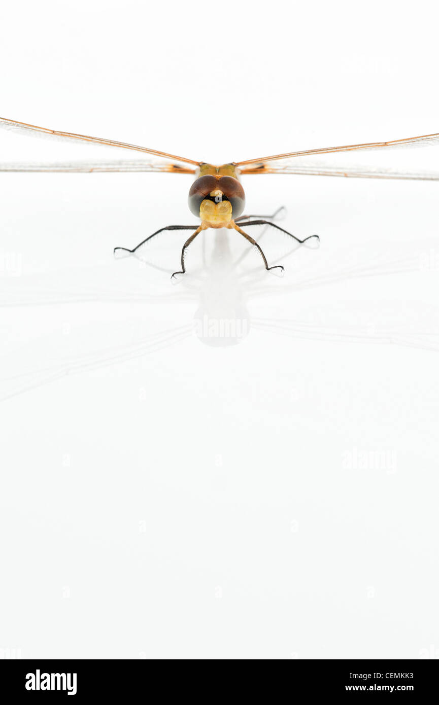 Tramea Basilaris. Rot Marsh Trotter Libelle auf weißem Hintergrund Stockfoto