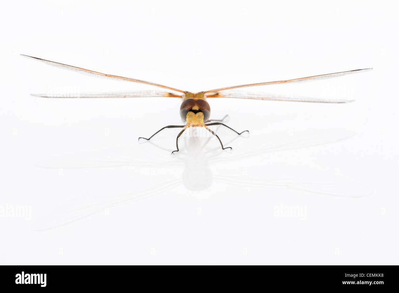 Tramea Basilaris. Rot Marsh Trotter Libelle auf weißem Hintergrund Stockfoto