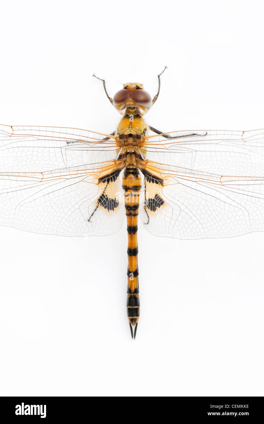 Tramea Basilaris. Rot Marsh Trotter Libelle auf weißem Hintergrund Stockfoto
