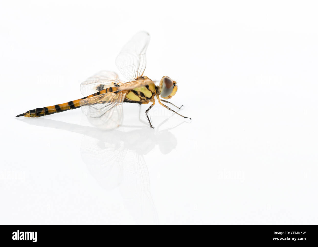 Tramea Basilaris. Rot Marsh Trotter Libelle auf weißem Hintergrund Stockfoto