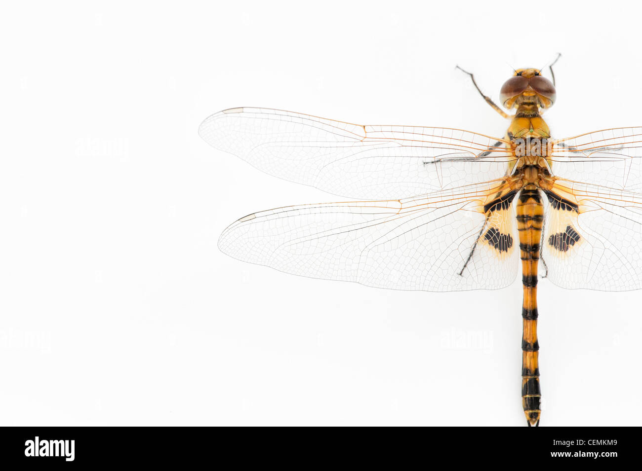 Tramea Basilaris. Rot Marsh Trotter Libelle auf weißem Hintergrund Stockfoto