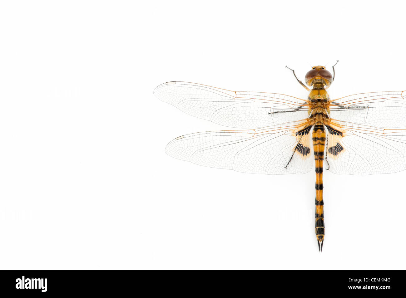 Tramea Basilaris. Rot Marsh Trotter Libelle auf weißem Hintergrund Stockfoto