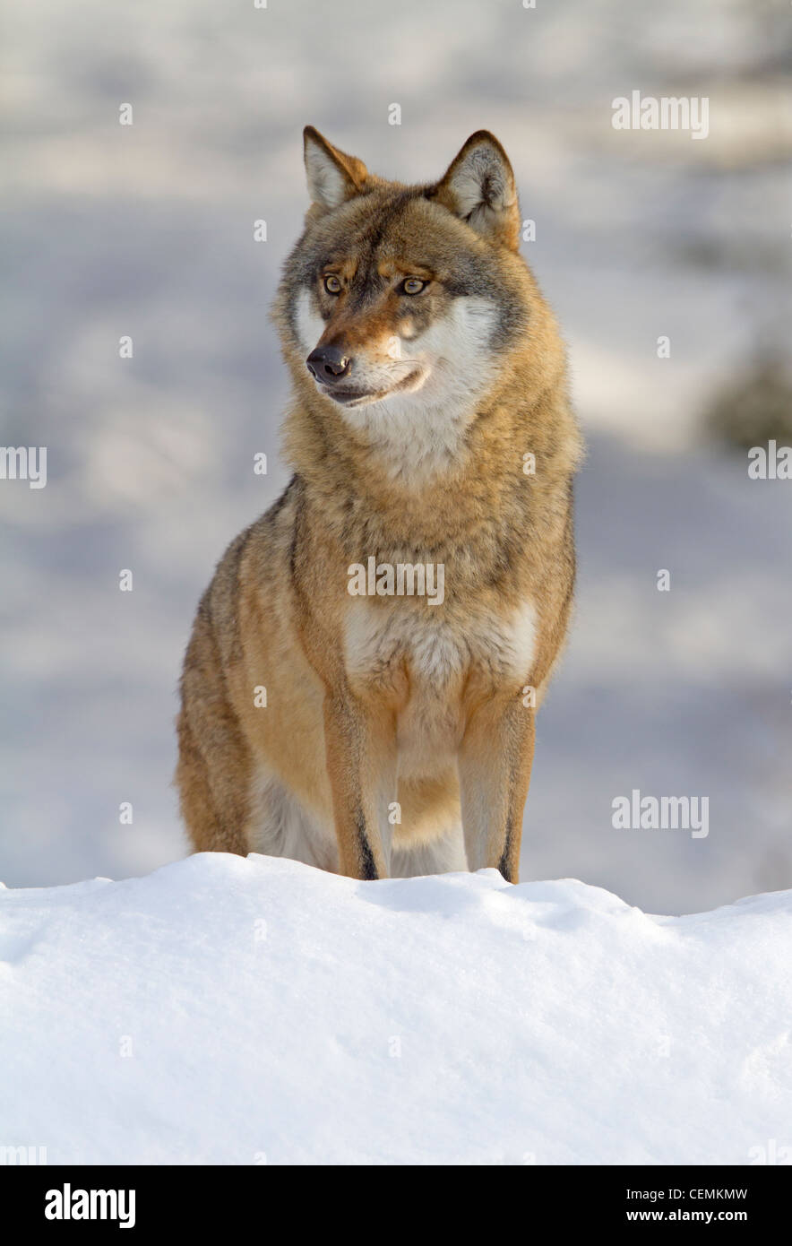 Wolf (Canis Lupus) Stockfoto