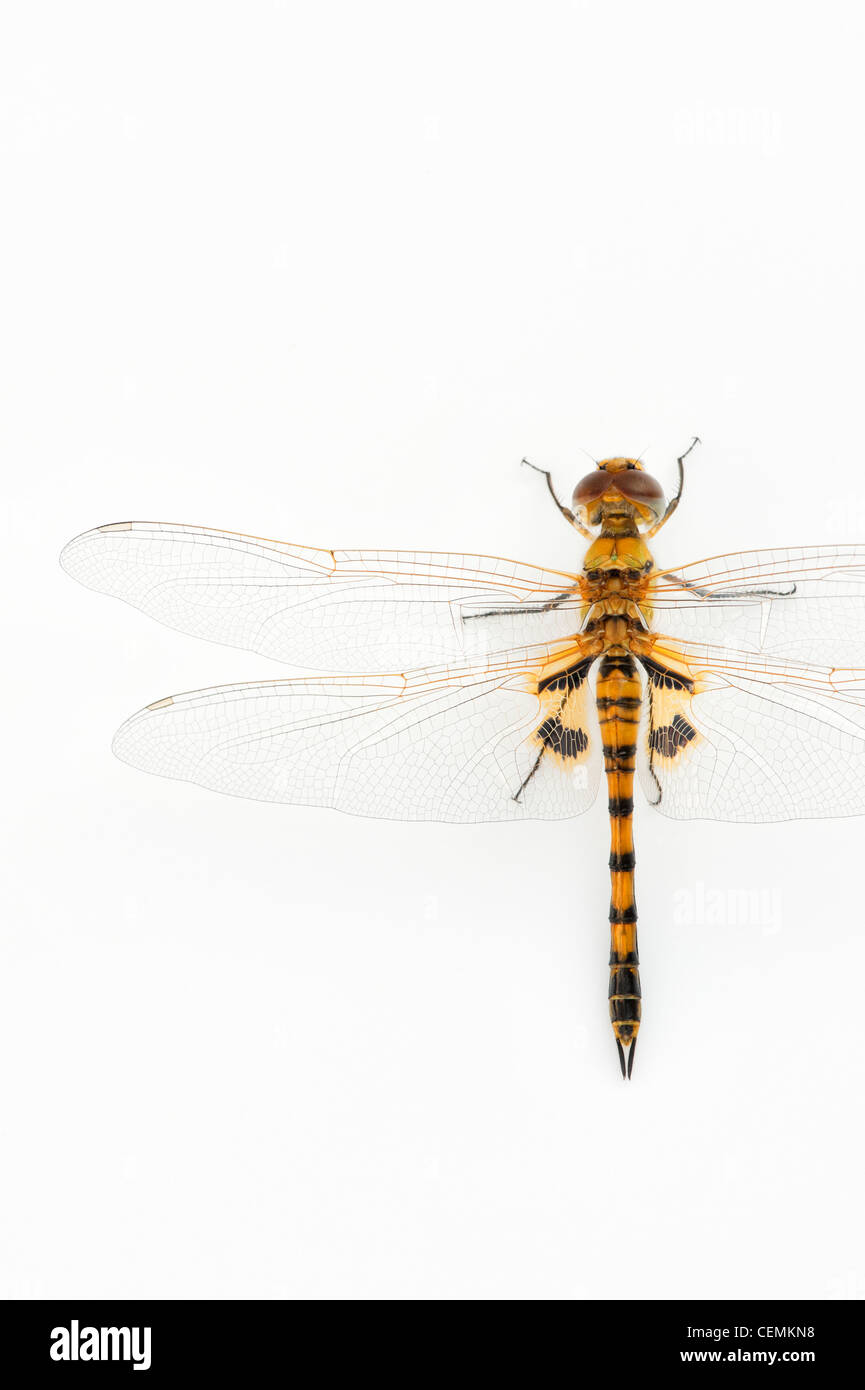 Tramea Basilaris. Rot Marsh Trotter Libelle auf weißem Hintergrund Stockfoto