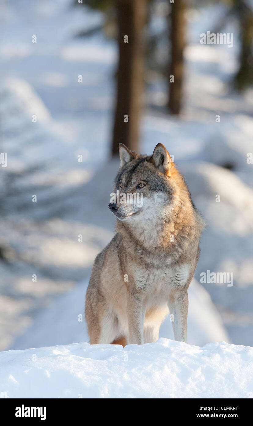 Wolf (Canis Lupus) Stockfoto