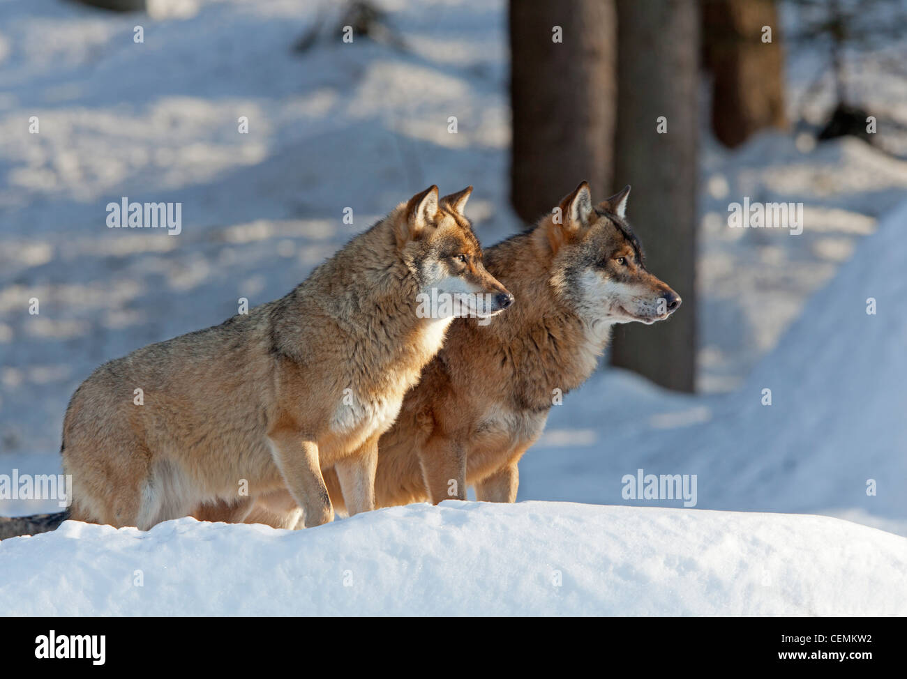 Wolf (Canis Lupus) Stockfoto