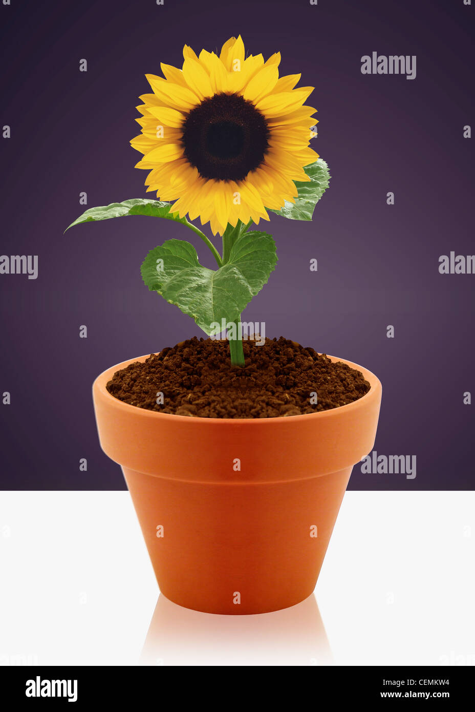 Sonnenblumenkeimling im topf Fotos und Bildmaterial in hoher