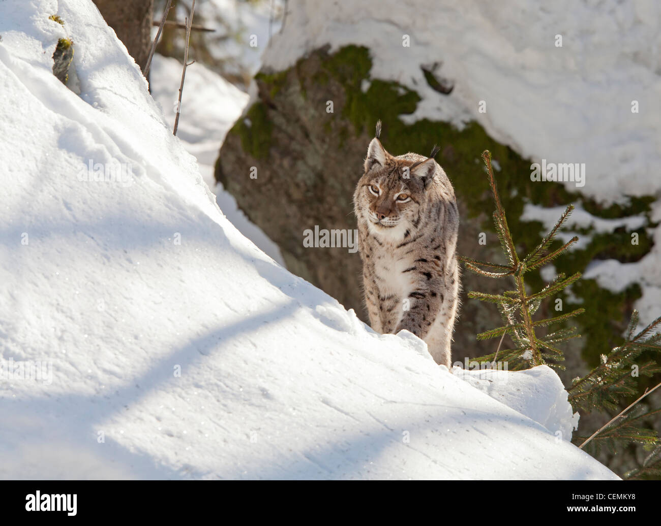 Luchs (Lynx Lynx) Stockfoto