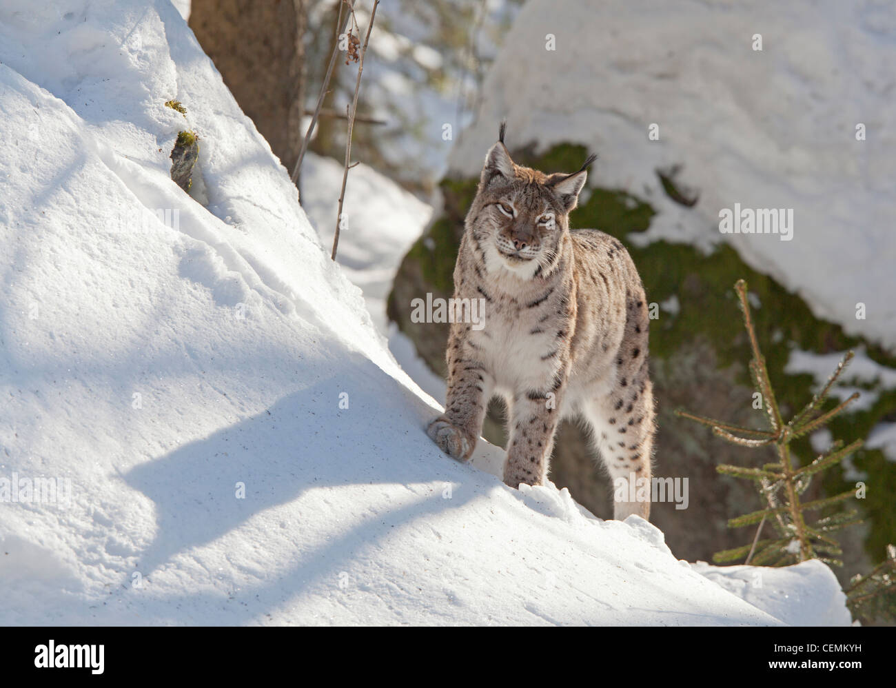 Luchs (Lynx Lynx) Stockfoto